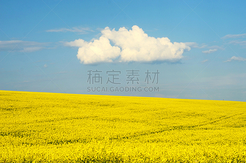 蓝色,油菜花,黄色,田地,巨大的,在上面,天空,云,自然,水平画幅