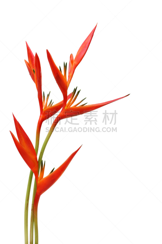 长尾鹦鹉,热带的花,parrot's beak海里康属植物,海里康属,热带气候,自然,垂直画幅,橙色,无人,白色背景