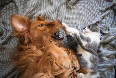 猎犬,小猫,进行中,公亩,可爱的,宠物,热,室内,图像,猫