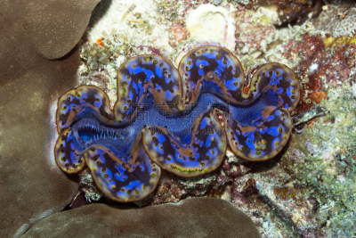 巨蛤,indopacific ocean,珊瑚岛,水,水平画幅,水肺潜水,软体动物,巨大的,水下,户外