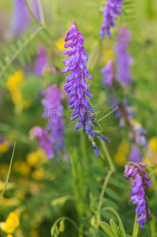 cow野豌豆,豌豆花,自然,垂直画幅,选择对焦,自然现象,草地,绿色,无人,夏天