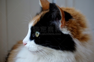 野生猫科动物,猫式,船首像,猫食,保姆,美术肖像,正下方视角,纯种猫,动物身体部位,哺乳纲