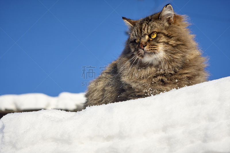 雪,西伯利亚猫,宏伟,在上面,山,高视角,动物身体部位,哺乳纲,白色,毛绒绒