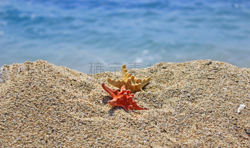 夏天,海滩,自然,海洋,动物,开端,水,天空,水平画幅,沙子