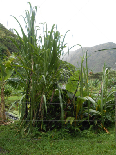 威毕欧山谷,夏威夷大岛,甘蔗,垂直画幅,无人,户外,云景,植物,山