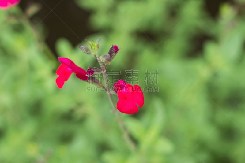 鼠尾草花,樱桃,自然,公园,芳香的,水平画幅,绿色,秋天,无人,户外