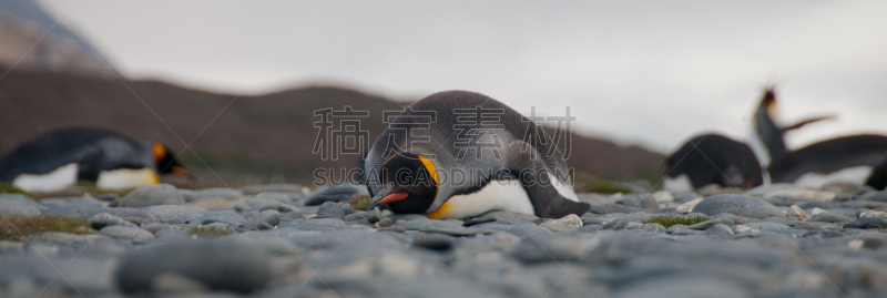 帝企鹅,索尔兹伯里原野,自然,水,野生动物,水平画幅,无人,全景,鸟类,企鹅