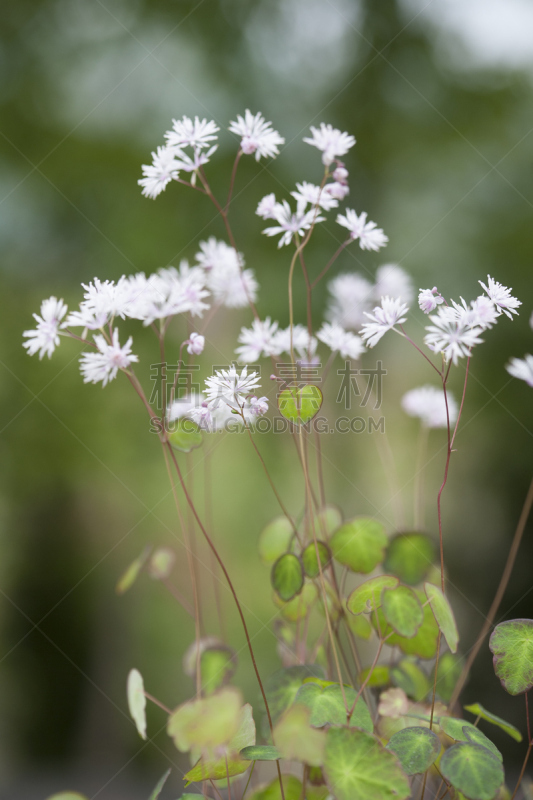 野花,唐松草,自然,垂直画幅,无人,户外,野生植物,毛莨目,春天,韩国