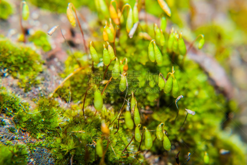 苔藓,新生活,地毯,小的,植物群,水平画幅,孢子,无人,精子,生物学