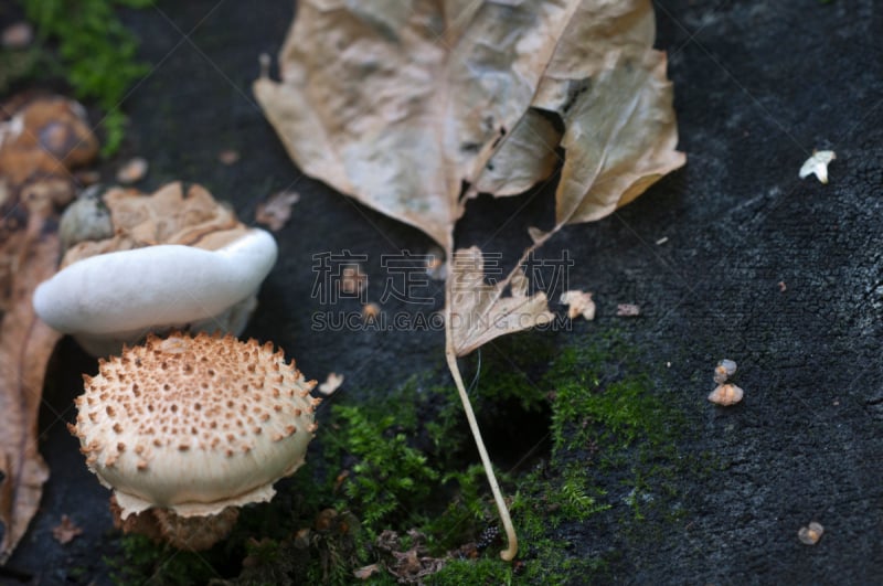 鳞伞菇,蘑菇,褐色,水平画幅,绿色,秋天,无人,有毒生物体,苔藓,真菌