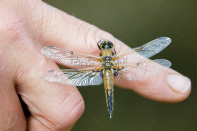 蜻蜓,易接近性,四个物体,blue darter dragonfly,斑点,新的,水平画幅,手,撇水蜻蜓