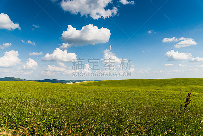 天空,田地,蓝色,绿色,美,水平画幅,云,草坪,夏天,草