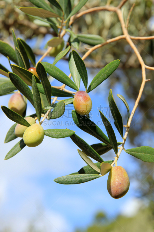 橄榄,垂直画幅,天空,puerto de soller,水果,油橄榄树,无人,蓝色,sierra de tramuntana,户外