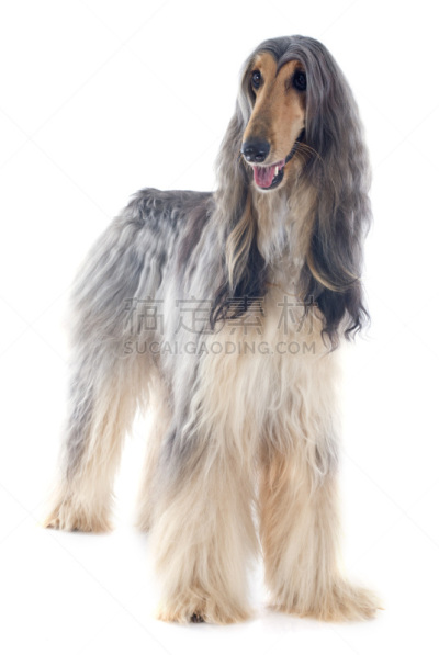 阿富汗猎犬,垂直画幅,灰色,纯种犬,可爱的,银色,无人,白色背景,姿态优美,影棚拍摄