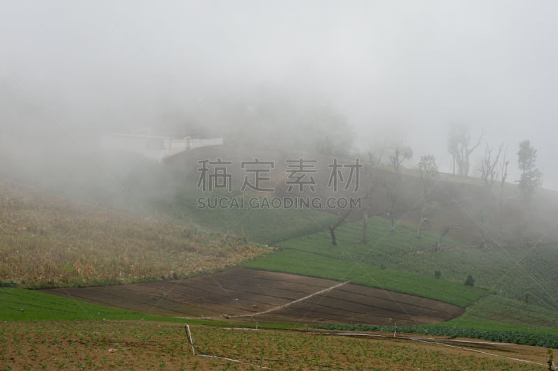 农场,危地马拉,雾,蔬菜,有包装的,西部高地,克萨尔特南戈,实地考察旅行,自然,非都市风光