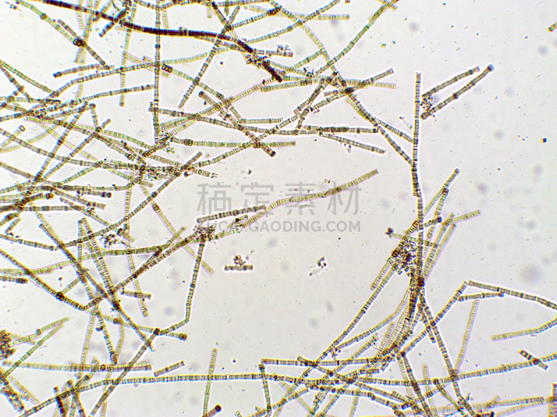 藻类,放大效果,信笺针,在下面,生物燃料,显微镜,科学实验,生物课,细胞,池塘