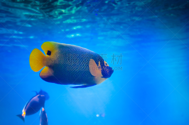 神仙鱼,自然,黄色,水族馆,海洋生命,图像,黄金海岸,动物,海洋公园,海鱼