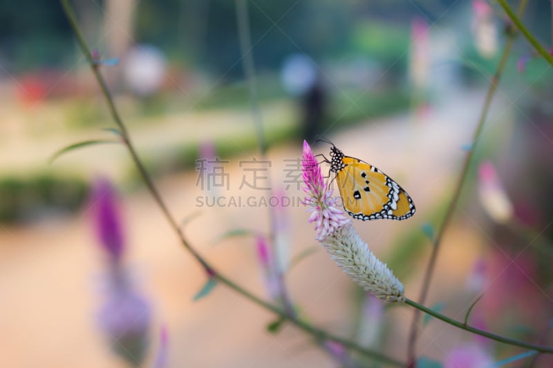 黑脉金斑蝶,虎斑凤尾蝶,非洲黑脉金斑蝶,红巧梅,马利筋;,鳞翅类,蝴蝶,美,褐色,水平画幅