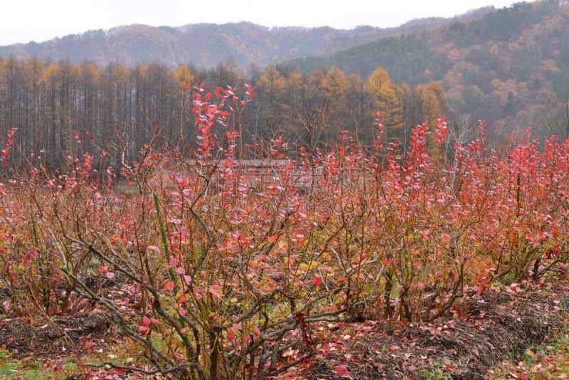 秋天,苏格兰高地,日本,御岳山,长野县,自然,水平画幅,地形,山,无人