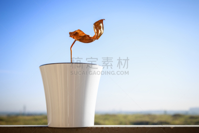 枯萎的,天空,水平画幅,无人,古老的,户外,塑胶,干的,仅一朵花,居住区