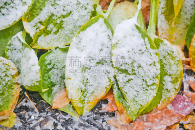 雪,叶子,加拿大,瓦沙加海滩滩,寒冷,水平画幅,冬天,无人,冰,特写