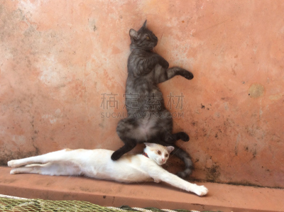 两只动物,乐趣,小猫,可爱的,移动式,在上面,被欺负,无鞍骑,动物杂技,在移动设备上拍摄