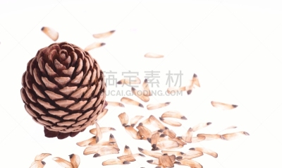 松果,灰松,日本白松,厚皮刺果松,奥地利松,日本红松,兰伯氏松,北美白松,日本松,海岸松