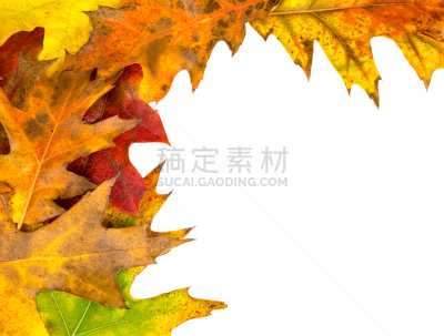 秋天,叶子,北方红橡树,留白,褐色,边框,水平画幅,绿色,无人,红色