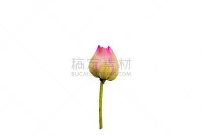 荷花,吕勒奥,卫塞节,埃及,美,水平画幅,无人,夏天,户外,泰国