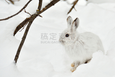 静止的,野兔,南极洲,有爪哺乳动物,机敏,野生动物,水平画幅,雪,无人,野外动物