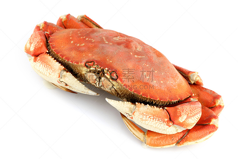 丹金尼斯螃蟹,饮食,煮食,水平画幅,白色背景,海产,背景分离,螃蟹,白色,清新