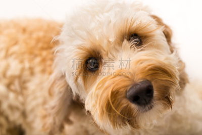 拉布拉多贵宾犬,旺角弥敦道,宠物,水平画幅,家畜,动物家庭,动物,小狗,狗,犬科的