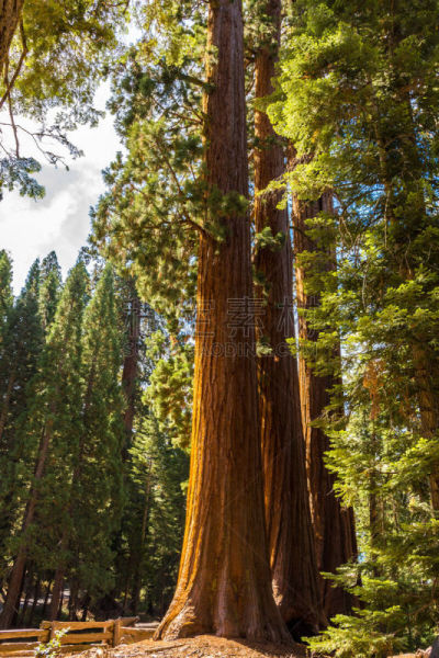 红杉,加利福尼亚,巨大的,美国,森林,垂直画幅,美国西部,古老的,giant sequoia,北美