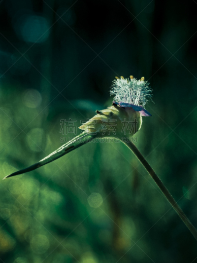 簇,自然,垂直画幅,仅一朵花,植物茎,植物,亚洲,紫色,2015年