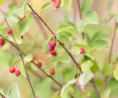 红松,自然,灌木,浆果,无人,哈萨克斯坦,法明代尔,植物,收获月,图像