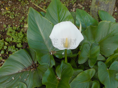 马蹄莲,灌木,绿女神,ryevale马蹄莲,佛焰苞,芳香的,水平画幅,无人,夏天,户外