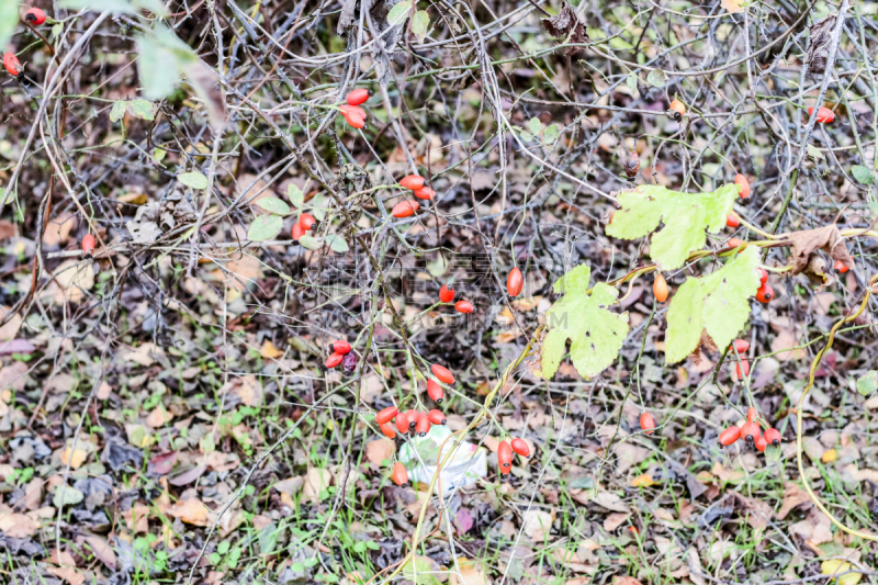 Hips bush with ripe berries. Berries of a dogrose on a bush. Fruits of wild roses. Thorny dogrose. Red rose hips.