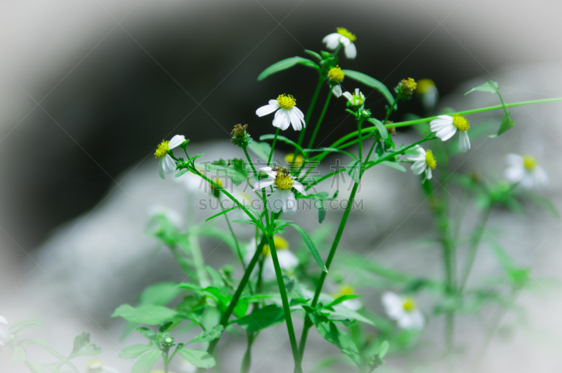 雏菊,图片资料馆,春白菊花,茼蒿菊,自然,植物,水平画幅,游牧民族,串,摄影