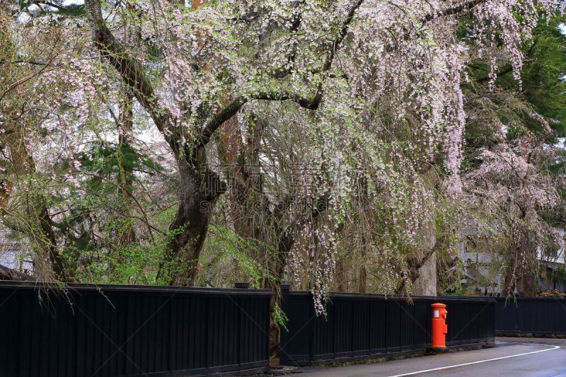 春天,角馆,武士家宅,仙北市,田泽湖,城镇景观,水平画幅,无人,传统,户外