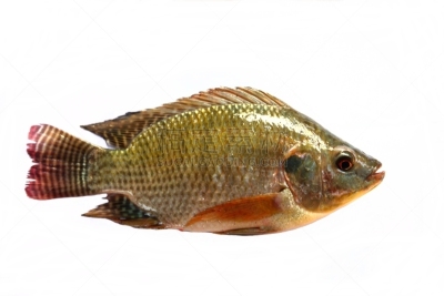 鱼类,条纹鲈鱼,罗非鱼,鲈,水平画幅,无人,生食,海产,特写,水栖哺乳动物