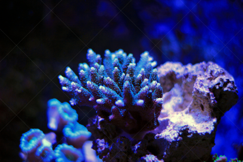 水族馆,珊瑚,水,艺术,水平画幅,形状,水下,湿,植物,礁石