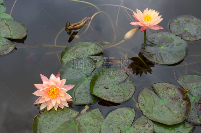 睡莲,饮用水,伊斯坦布尔,土耳其,托普卡帕宫,平安神宮,水,水生植物,水平画幅,无人