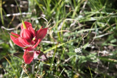 田地,indian paintbrush,自然,creeping bluet,毛皮,草原,水平画幅,绿色,地形,无人