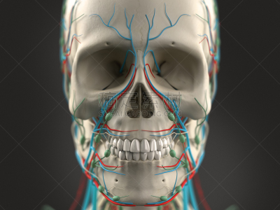 人的头部,特写,似人脸,水平画幅,无人,绘画插图,人类肌肉,科学,生物学