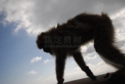 猴子,直布罗陀,地中海猕猴,野生动物,灵长目,猿,哺乳纲,一只动物,猕猴,著名景点