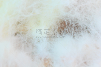 真菌,背景,霉菌,檐口,实验室,食用菌,职业安全与健康,明胶,清洁工