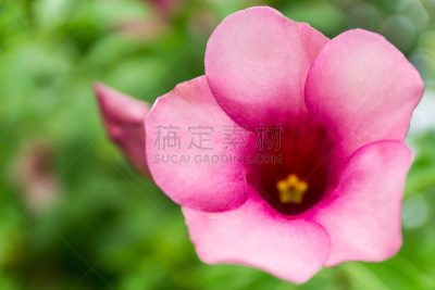 粉红蝉,仅一朵花,自然,美,水平画幅,无人,色彩鲜艳,紫薇属的植物,长春花属,赤素馨花