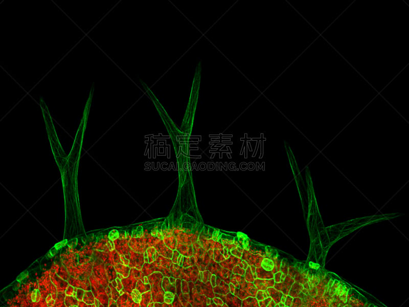 毛状体,肌动蛋白,激光扫描共焦显微图,植物细胞,植物,水平画幅,无人,叶子,细胞,摄影