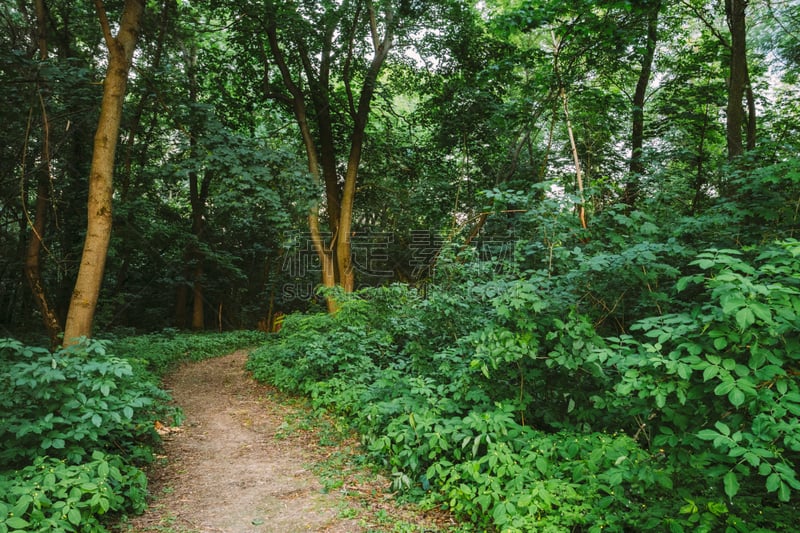 小路,小的,森林,凤仙花属植物,缅因州,格林伍得,茂密的,水平画幅,无人,夏天