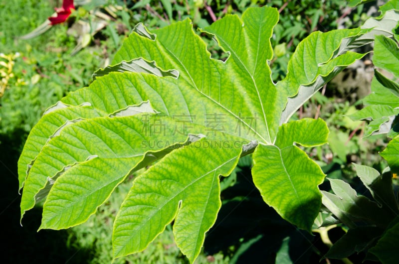 海狸,叶子,卡斯托尔,水平画幅,无人,园艺,夏天,植物,热带气候,植物学